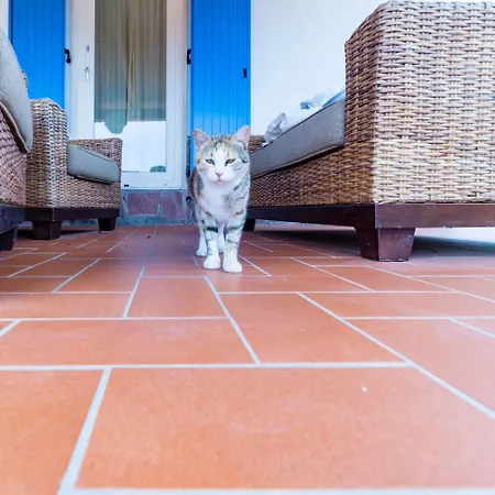 Alojamento de Acomodação e Pequeno-almoço Brigida 4*