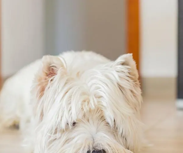 Brigida Bed and breakfast Carloforte (Isola di San Pietro)